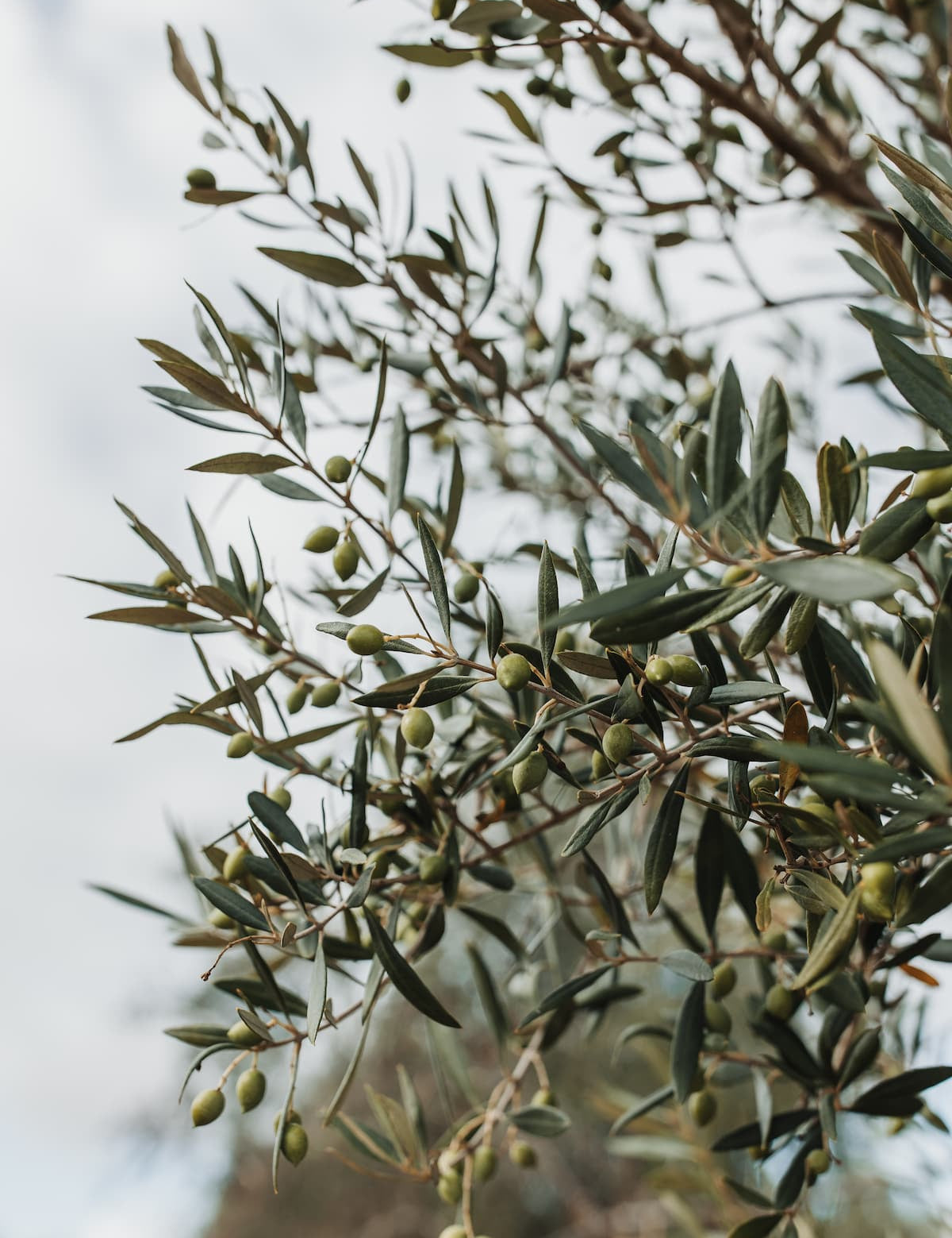 Extra Virgin Olive Oil - Kangaroo Island Olives