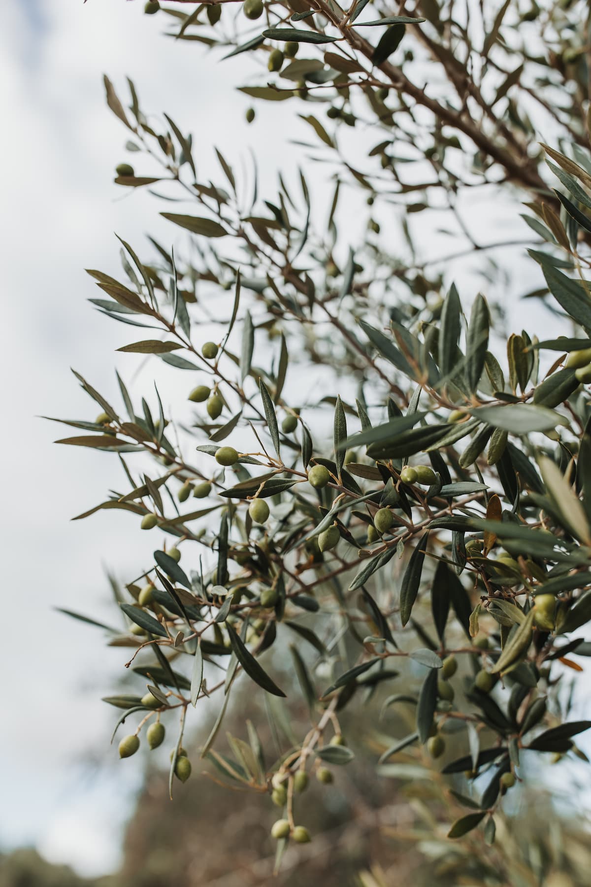 Extra Virgin Olive Oil - Kangaroo Island Olives